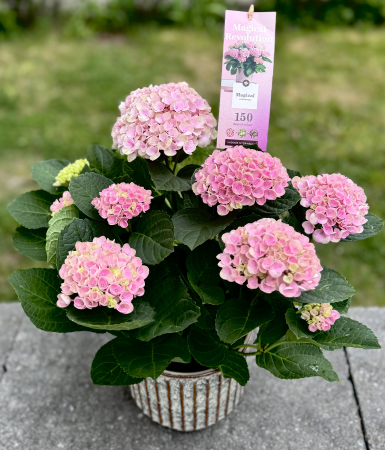 Csokrok - Hydrangea macrophylla + Kaspó