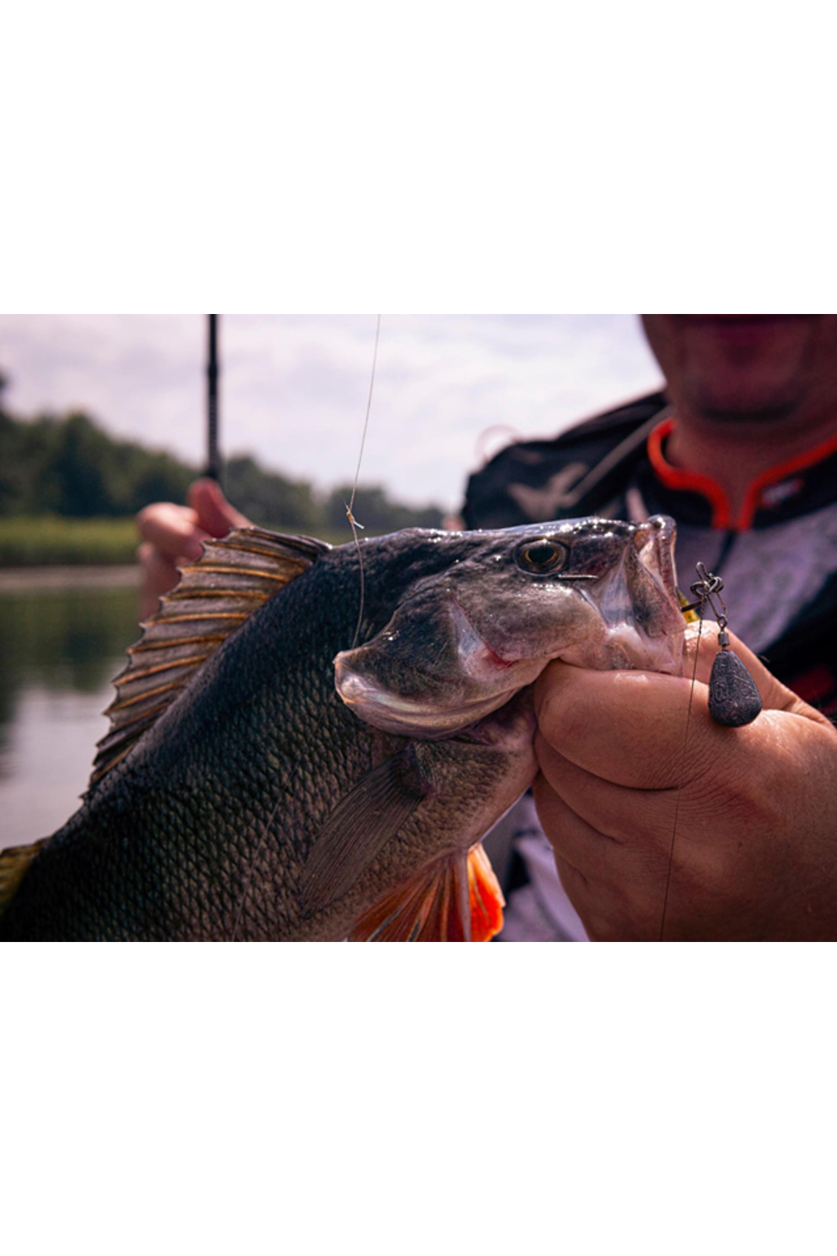 Grub FishUp Vipo 5.2cm #016 Lox Green Black 5.2cm #016 Lox Green Black [2]