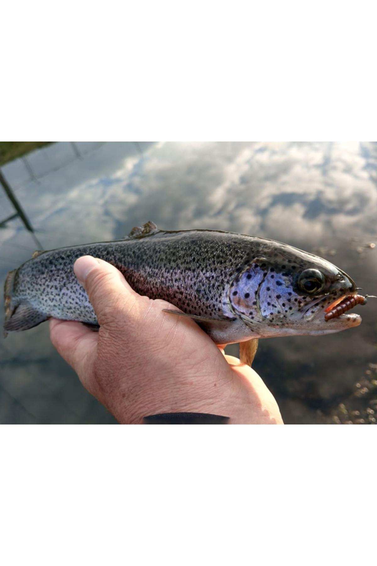 FishUp Trout Series Morio Cheese 3.1cm #138 Coffee Milk Earthworm 3.1cm #138 Coffee Milk Earthworm [2]