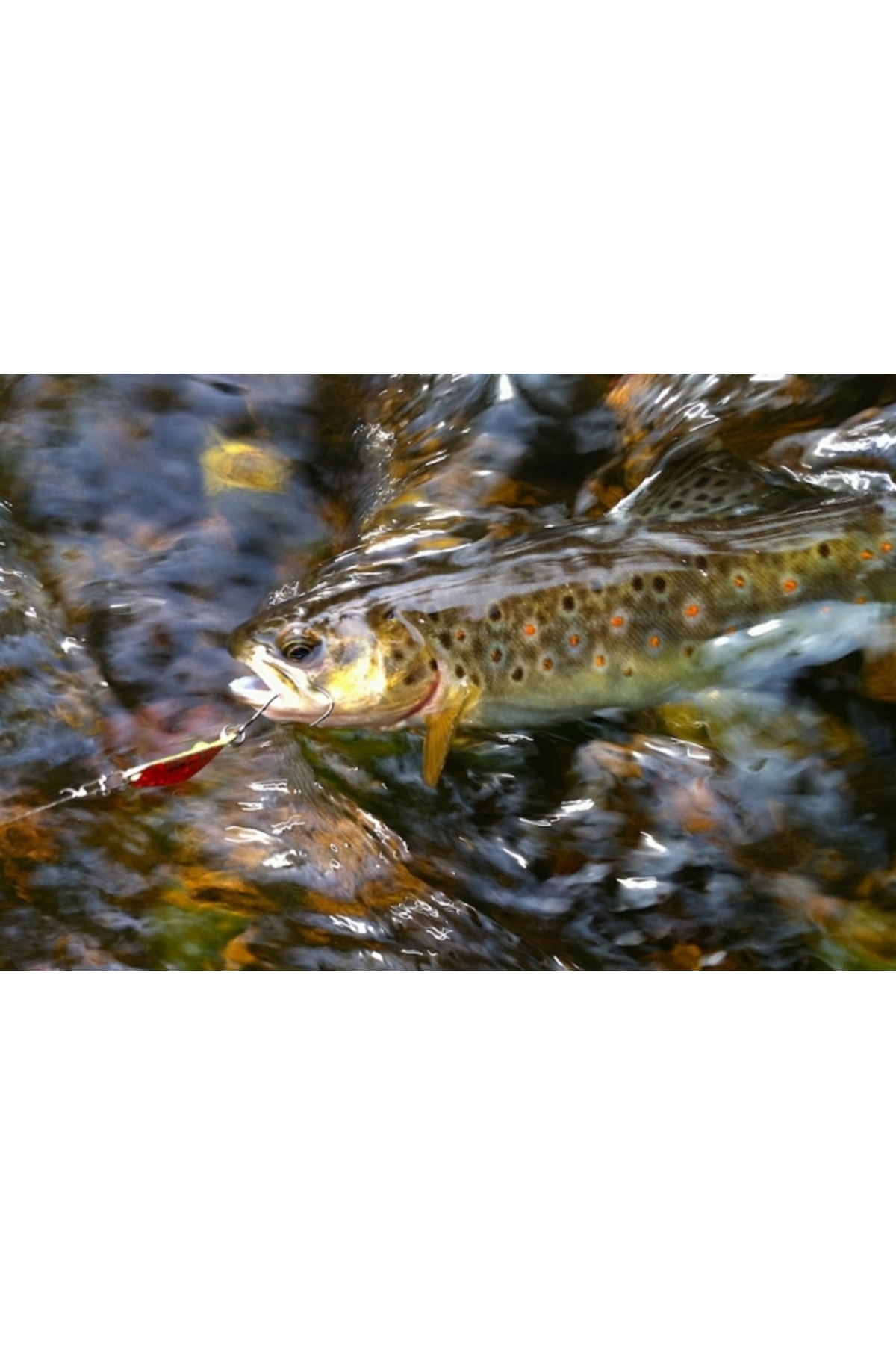 Smith Pure 5g AYM Pure 5g AYM [3]