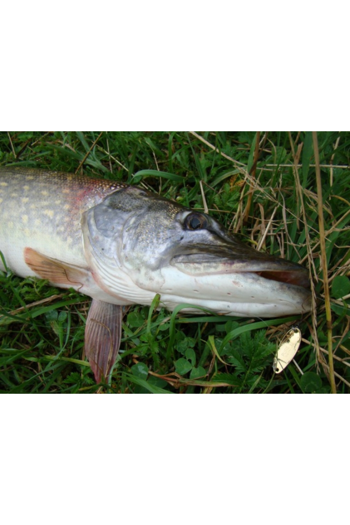 Lingurita oscilanta Smith Pure Hookless 9.5g GYO Pure 9.5g GYO [1]