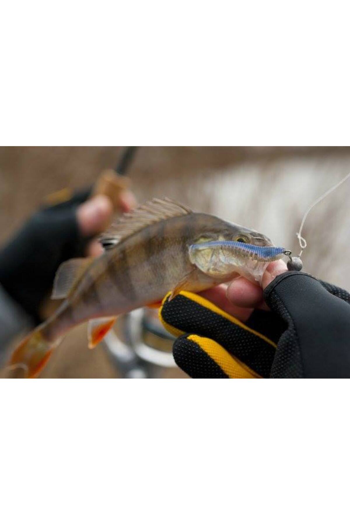 Pontoon 21 Awaruna 118 Awaruna 118 3 inci (7.6cm) [3]