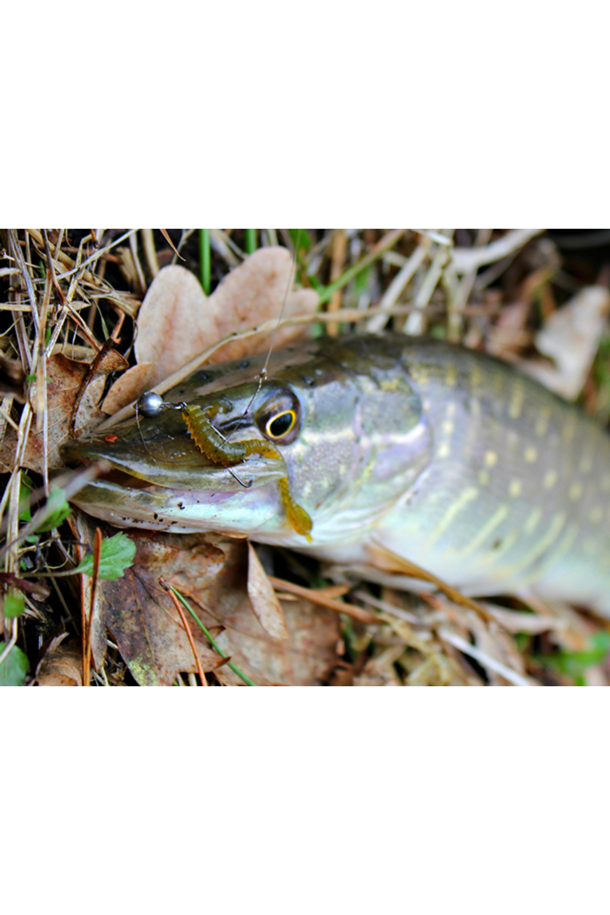 FishUp ARW Worm 5.5cm #057 Bluegill 5.5cm #057 Bluegill [2]