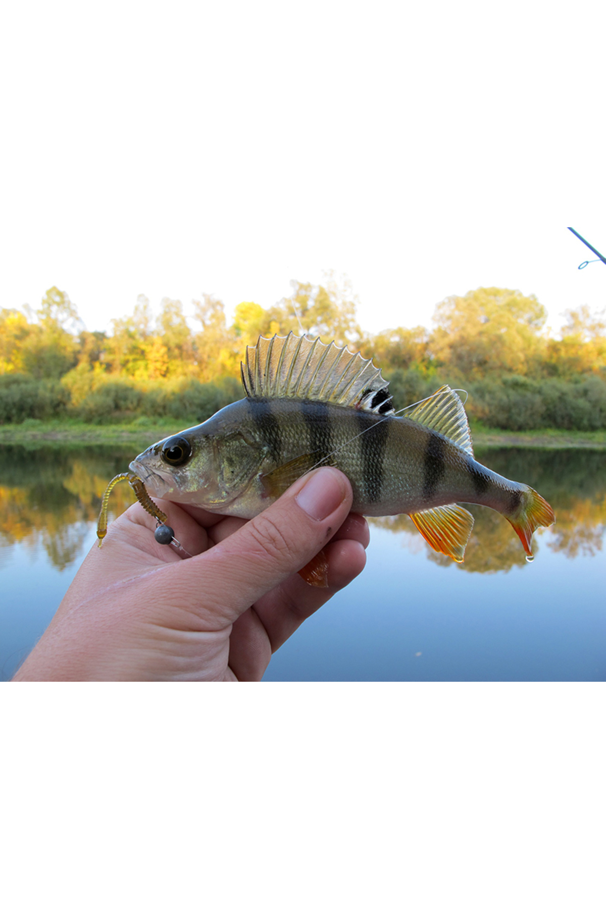 FishUp ARW Worm 5.5cm #014 Violet Blue 5.5cm #014 Violet Blue [3]