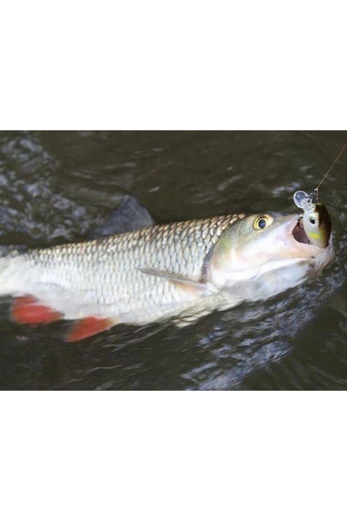 Vobler Smith Camion SR 32mm 2.5g 32 F Camion 32mm 2.5g 32 [1]