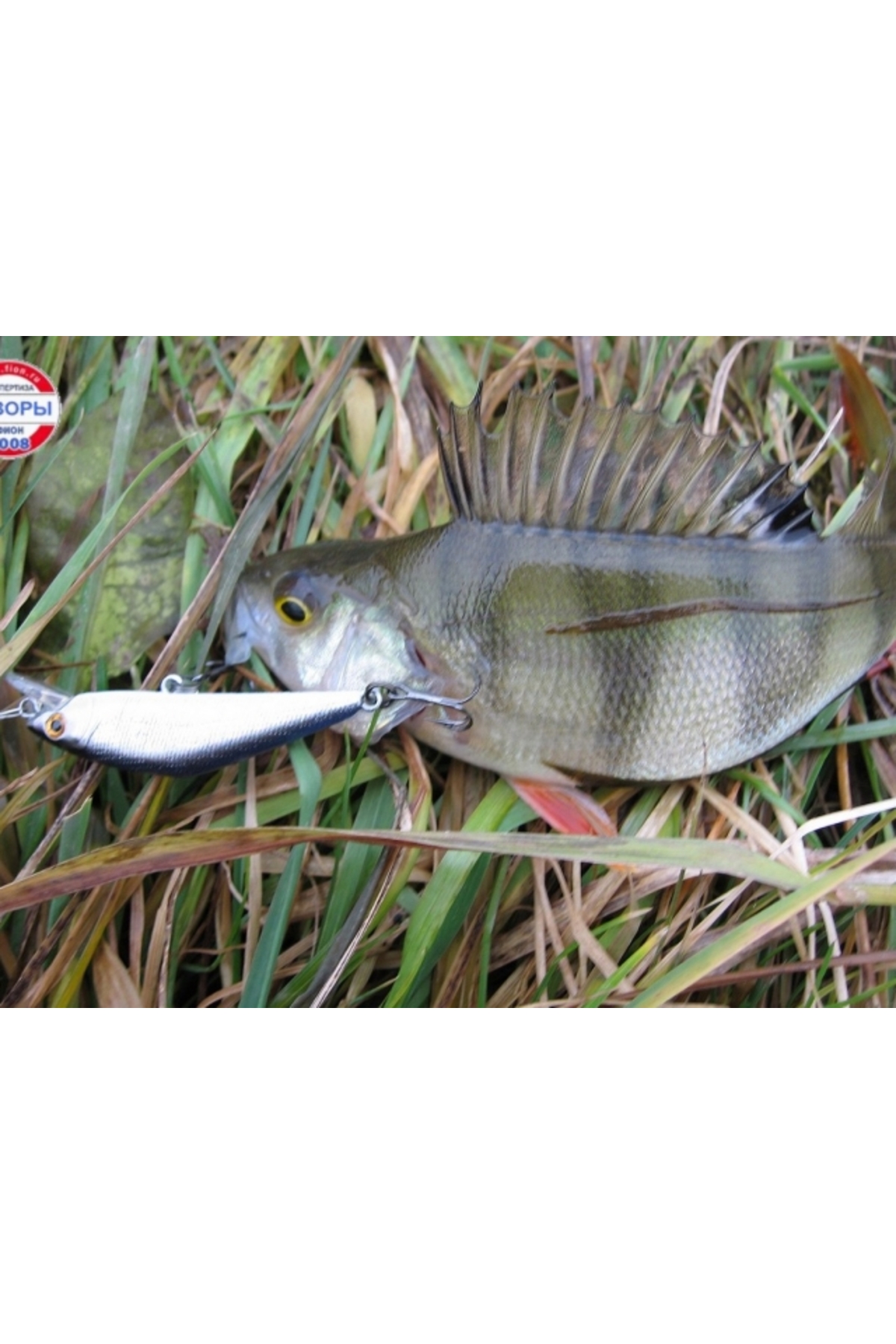 Vobler Smith D Contact 63mm 7g 24 S D Contact 63mm 7g 24 [3]