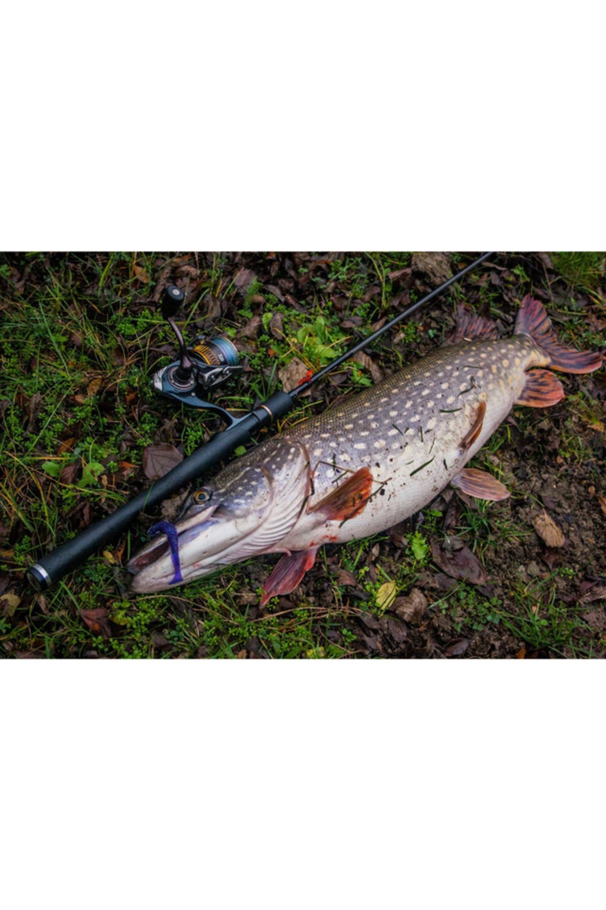 FishUp U-Shad 5cm #036 Caramel Green & Black 5cm #036 Caramel Green & Black [3]