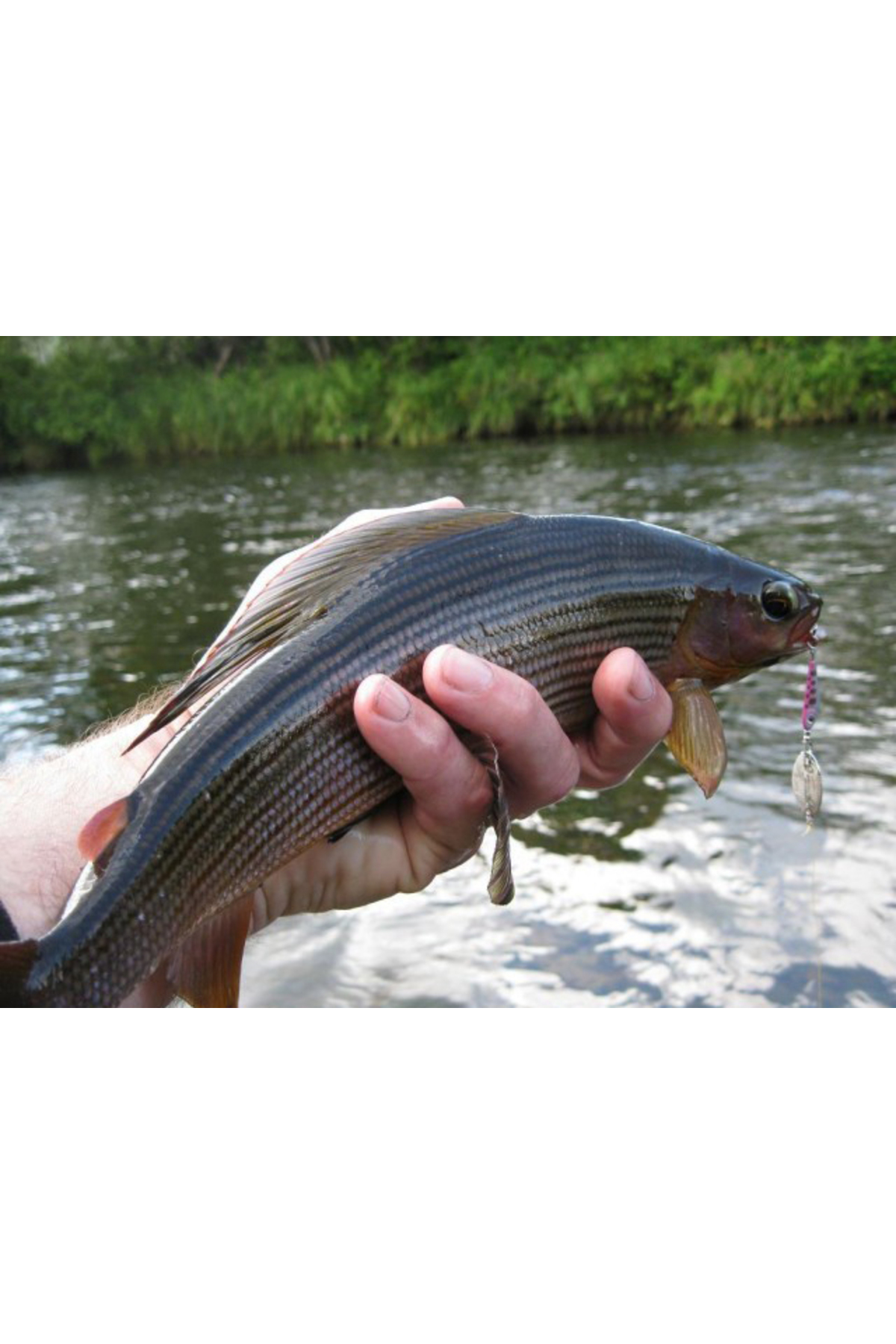 Ligurita rotativa Smith Niakis 48mm 3g 23 Niakis 48mm 3g 23 [2]