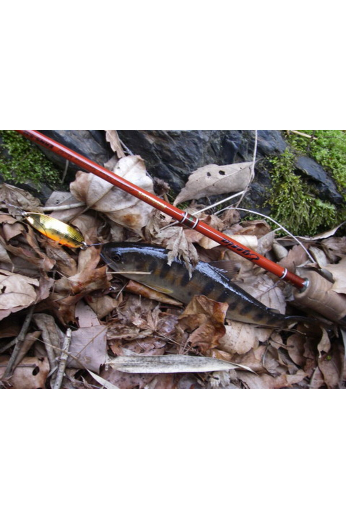 Lingurita oscilanta Smith D-S Line 40mm 5g 03 D-S Line 40mm 5g 03 [3]