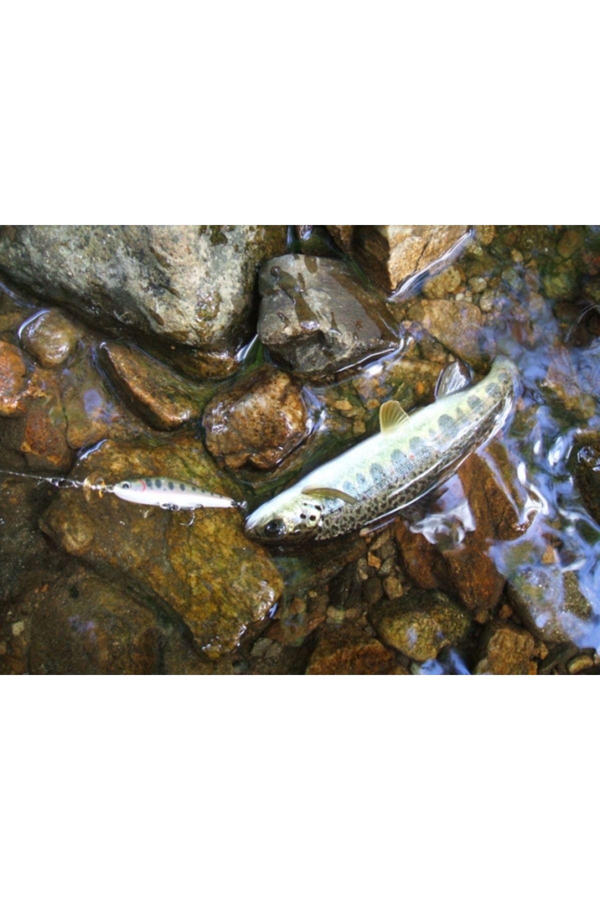 Vobler Smith D Incite 64mm 7.6g 08 S D Incite 64mm 7.6g 08 S [3]