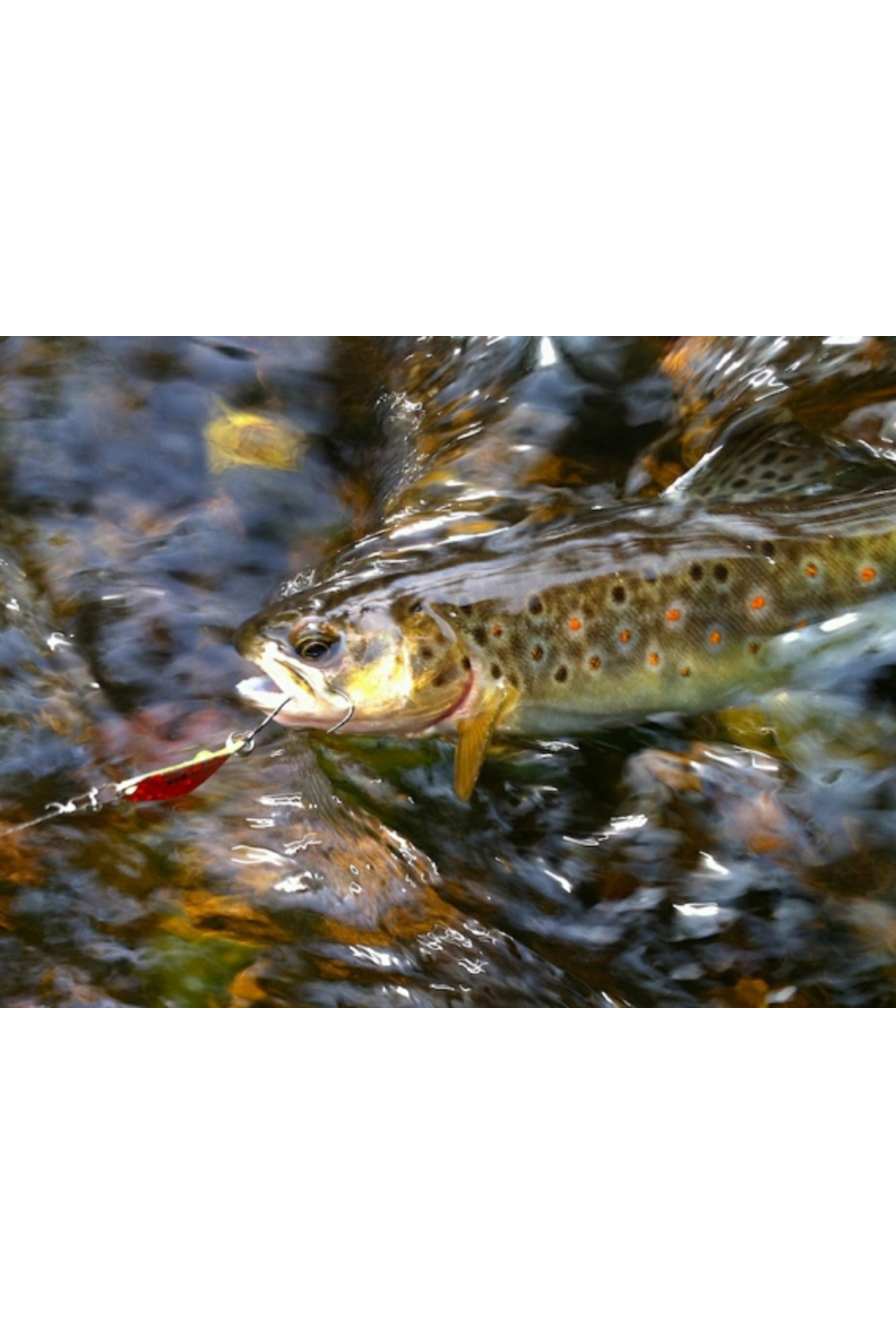 Smith Pure 5g S Pure 5g S [3]