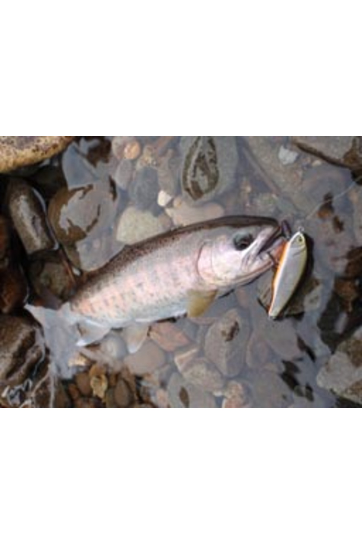 Smith D Incite 44mm 4g 14 D Incite 44mm 4g 14 [3]