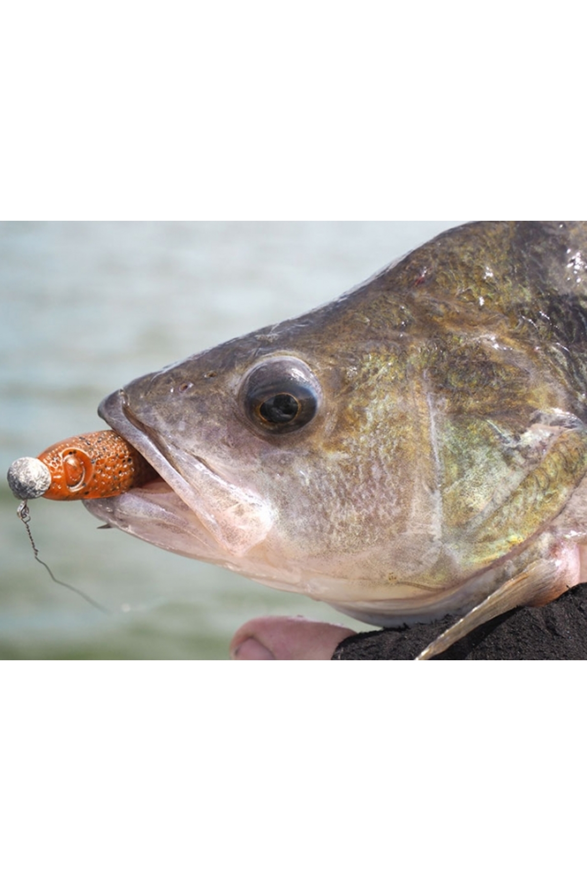 Shad Pontoon21 GAD Footsie 9cm 2230 Footsie 9cm 2230 [3]