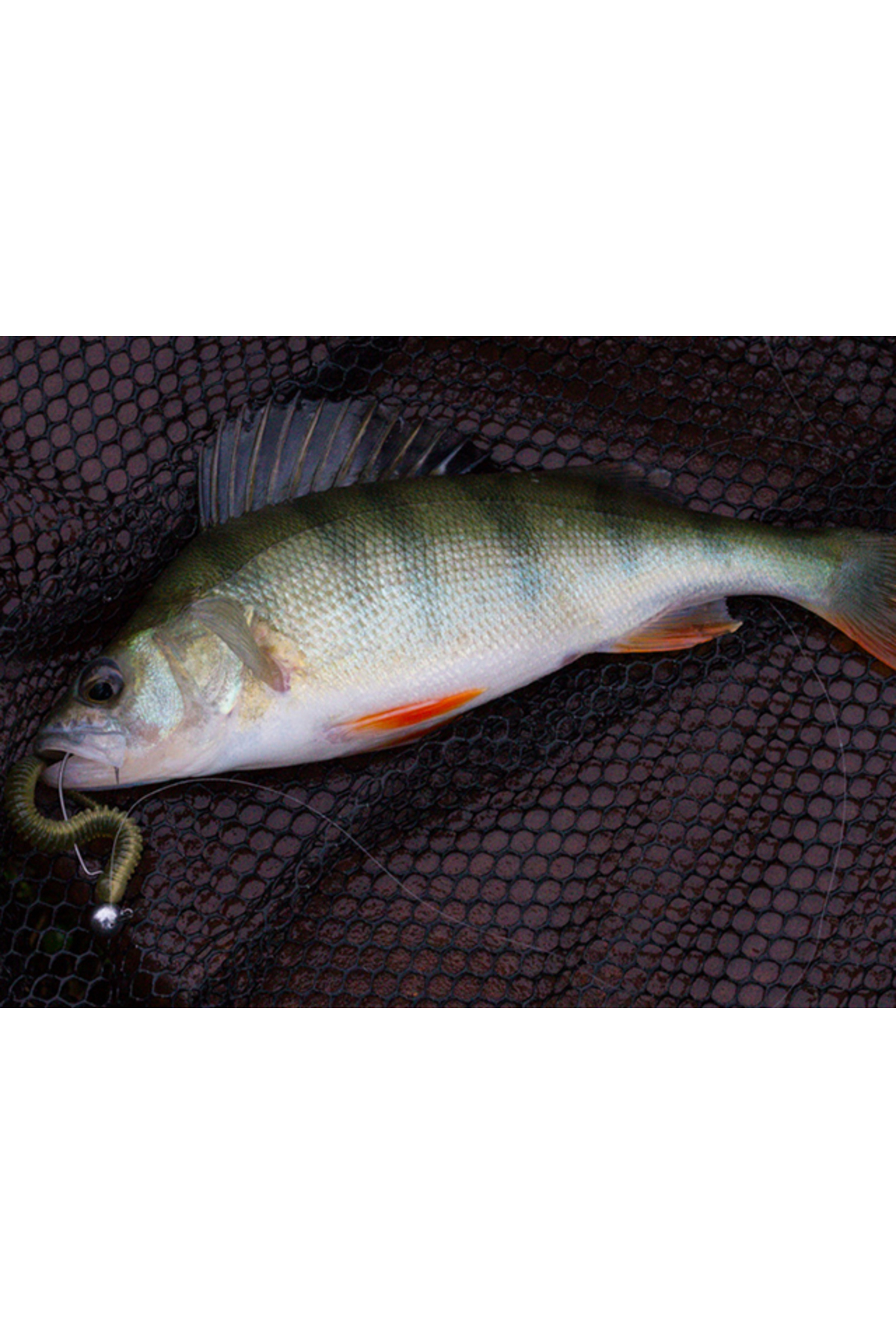 Keitech Easy Shaker Morning Dawn 473 6.3cm [1]