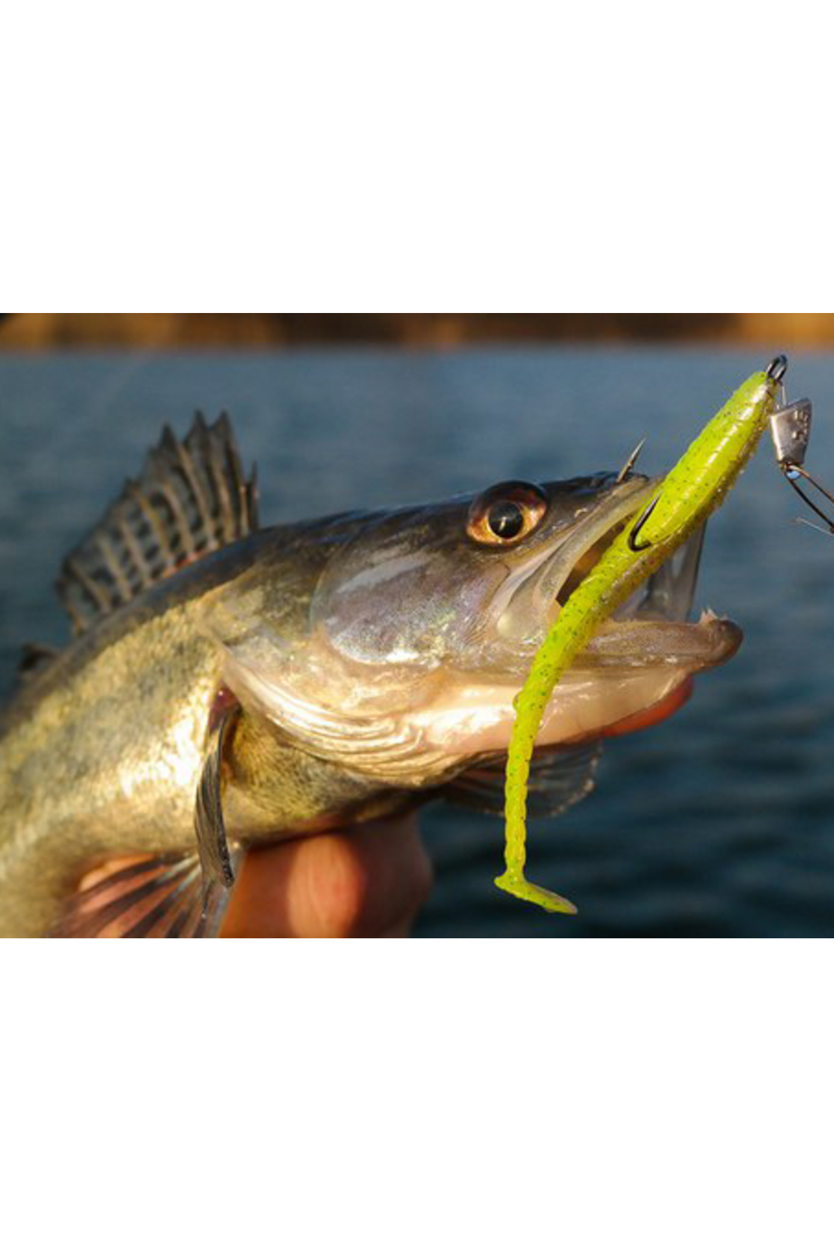 Pontoon21 Attira 117 Attira 117 10cm [3]