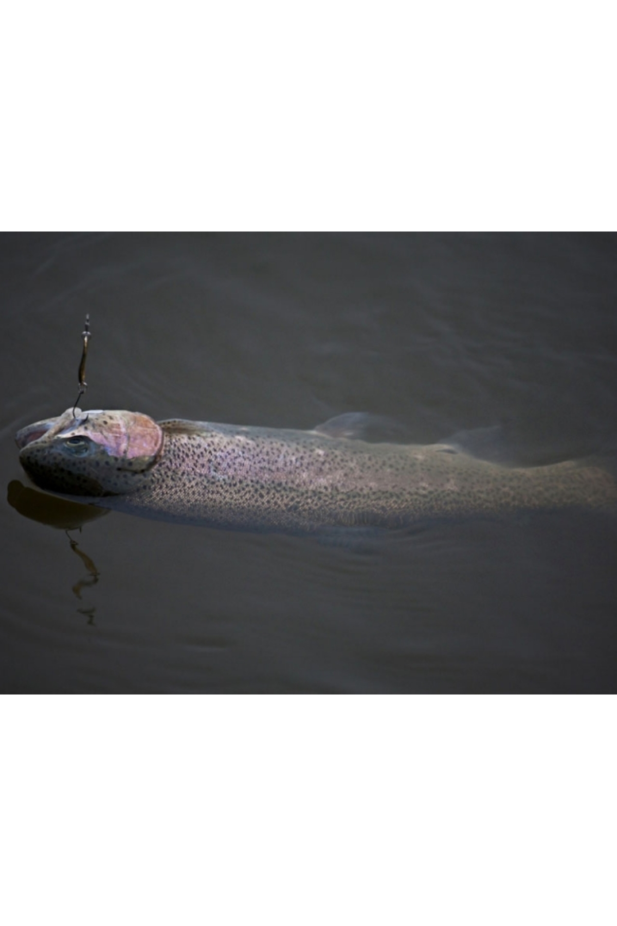 Lingurita oscilanta Smith Pure 5g CSO Pure 5g CSO [2]