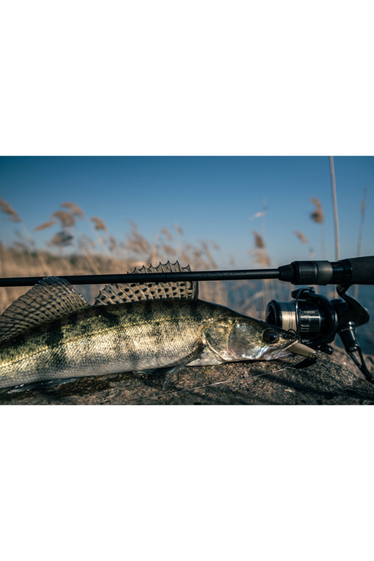 Lanseta Favorite Black Swan BSWTS1-852MH 2.57m 10-36g Fast Black Swan 2.57m 10-36g [3]