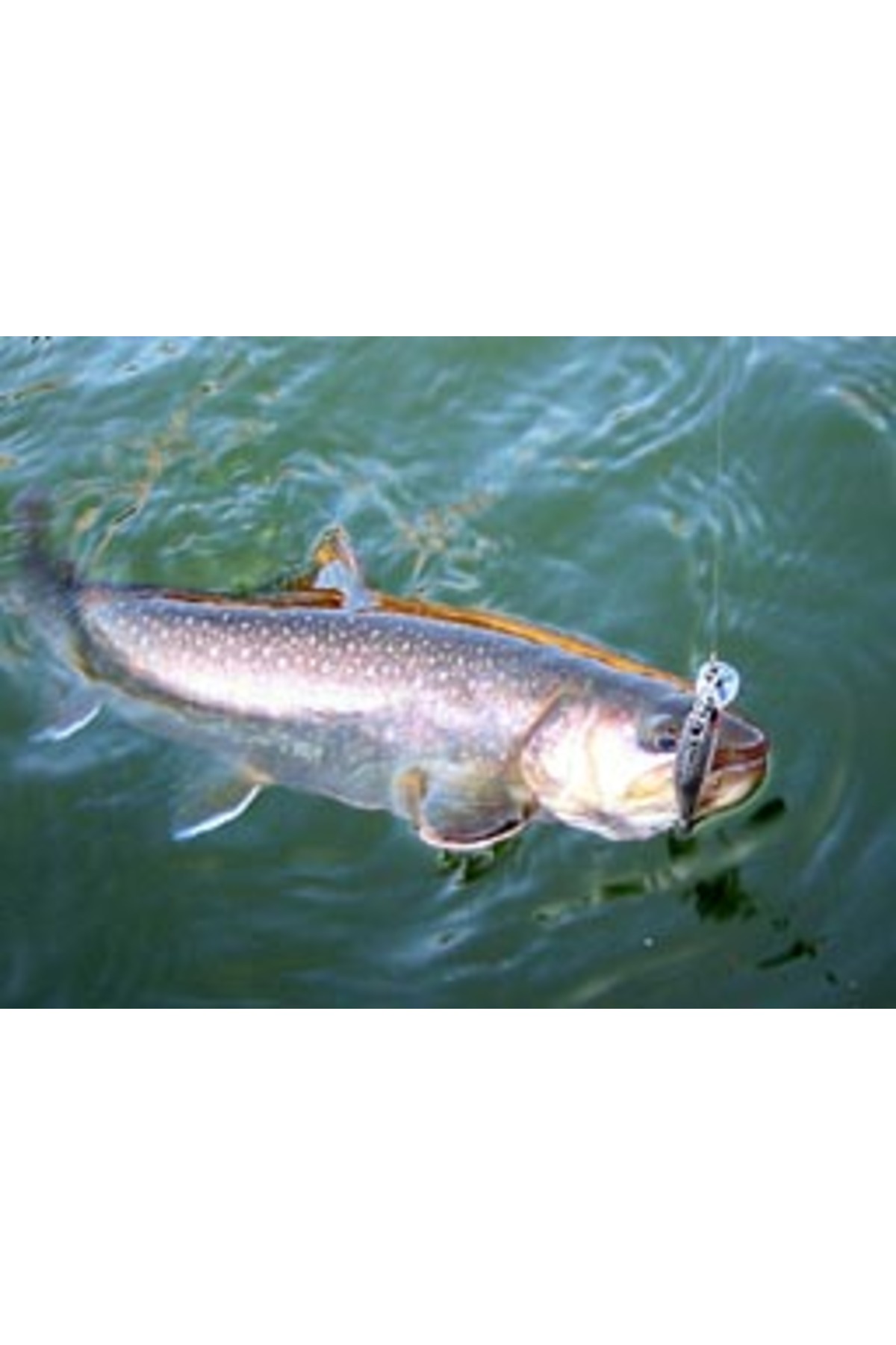 Smith D Contact 85mm 14.5g 37 S D Contact 85mm 14.5g 37 [2]