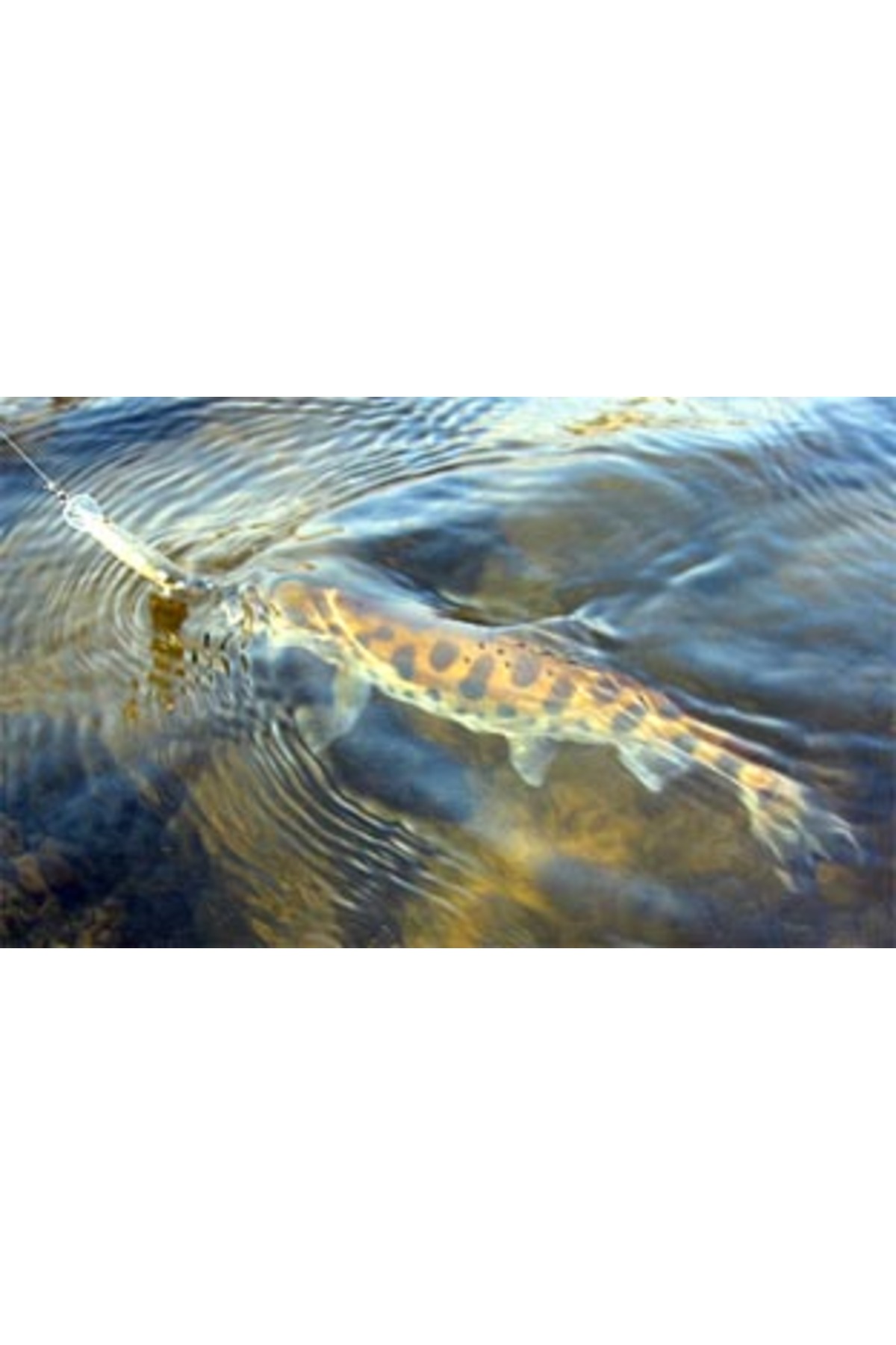 Smith D Contact 85mm 14.5g 14 S D Contact 85mm 14.5g 14 [3]