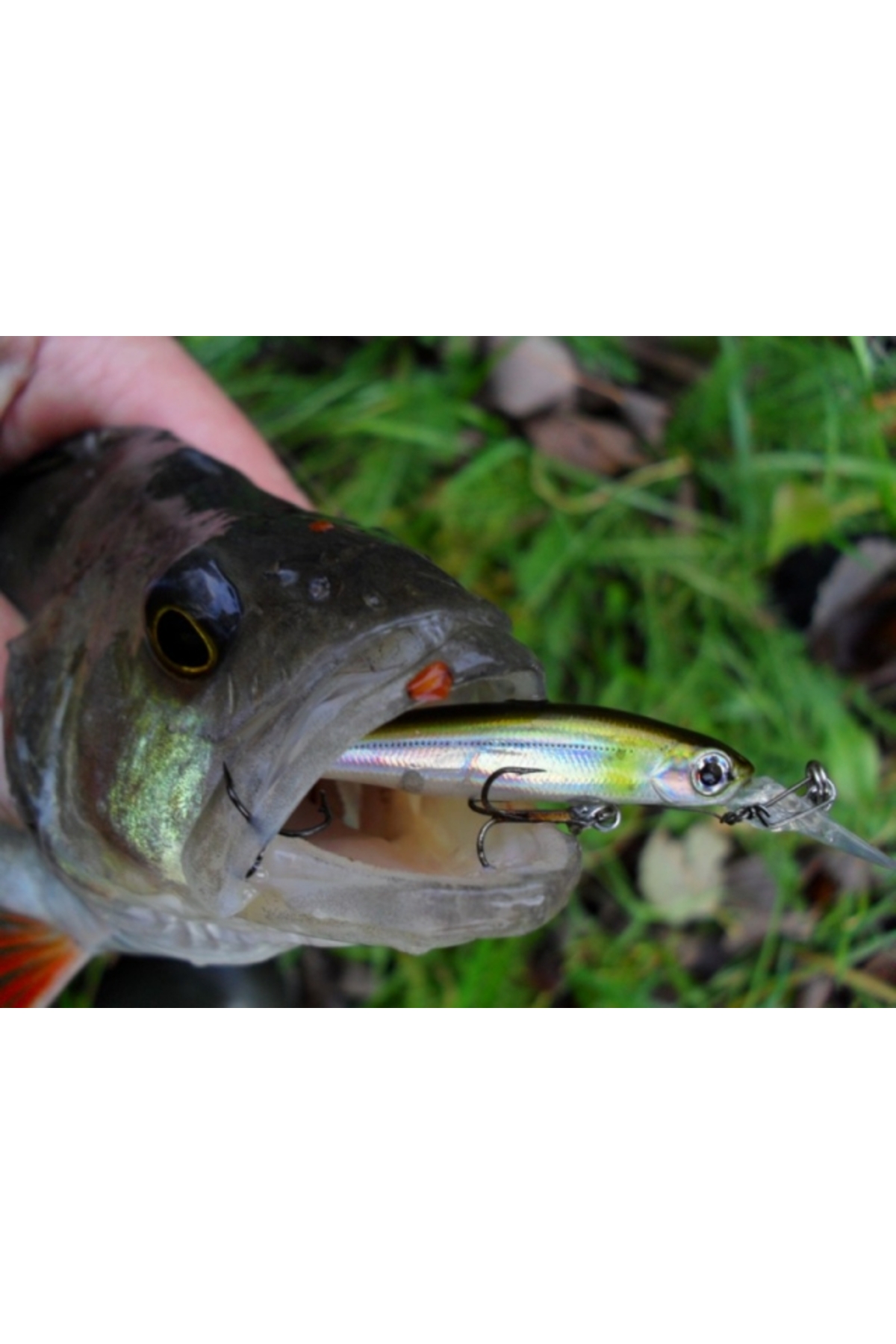 Smith Still 40mm 1.4g 05 S Still 40mm 1.4g 05 S [2]