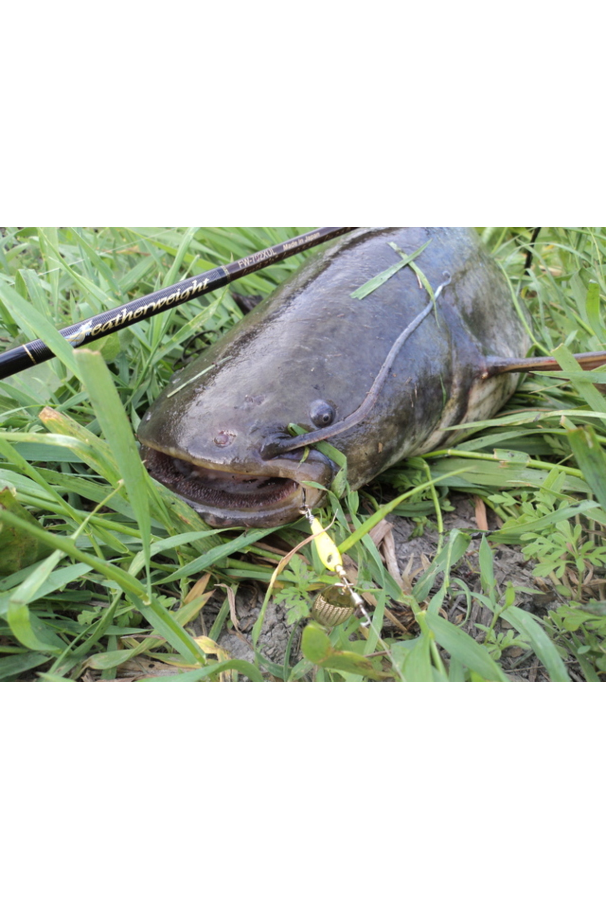 Ligurita rotativa Smith Niakis 48mm 3g 03 Niakis 48mm 3g 03 [3]