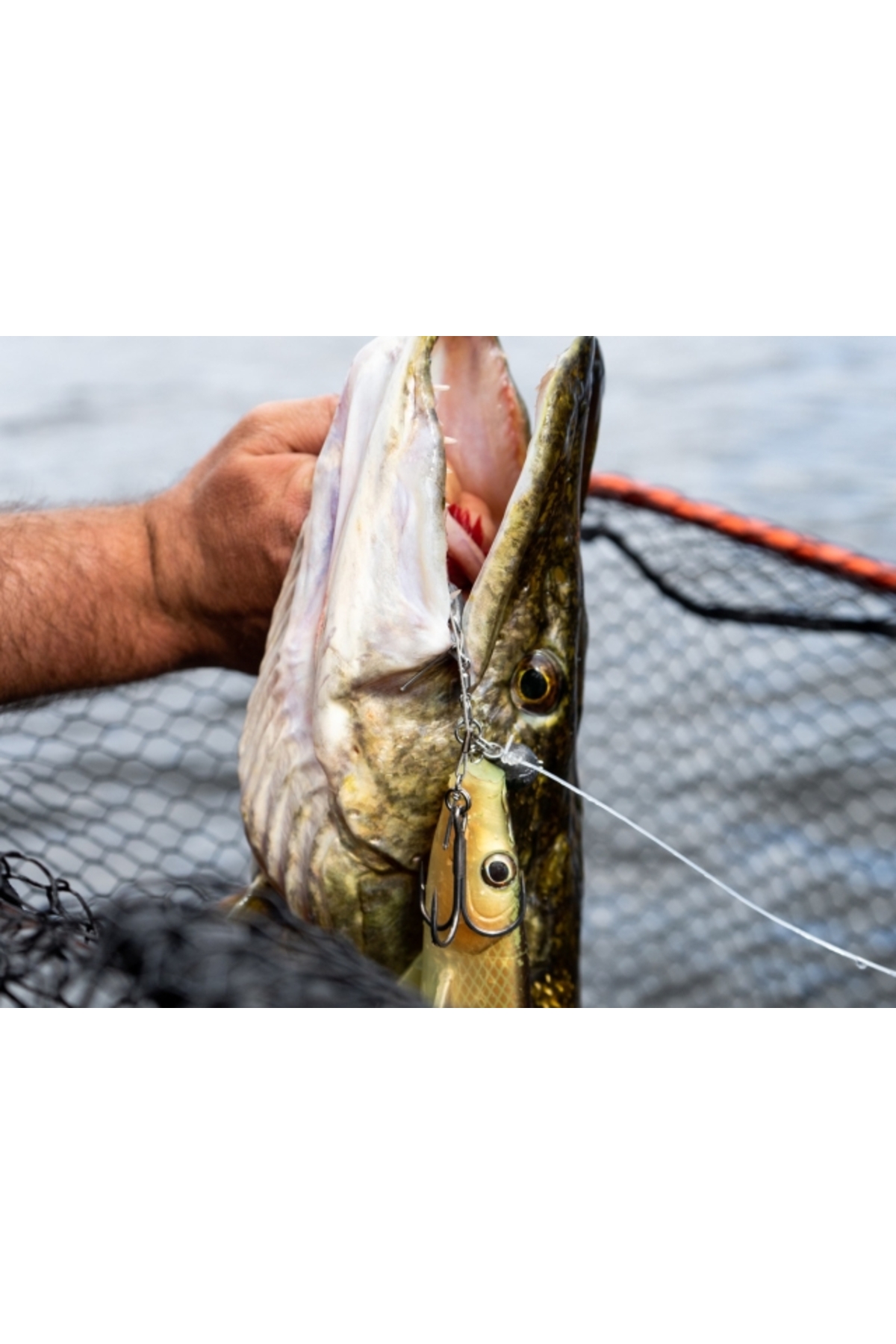 Blackbay Blackshad 24cm 90g Irish Bream 24cm 90g Irish Bream [2]