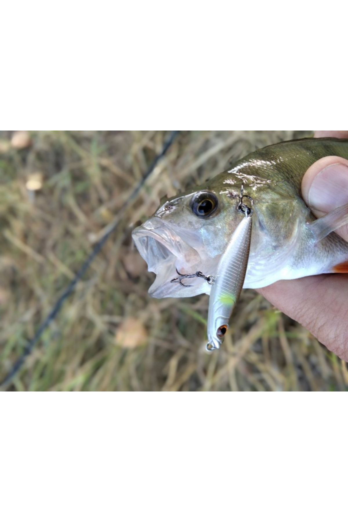 Vobler Smith Towadi 43.5mm 1.8g #01 F 43.5mm 1.8g #01 [2]