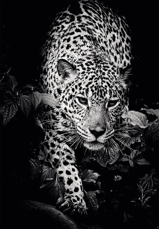 Agende - Calendar perete animale 13 file ego