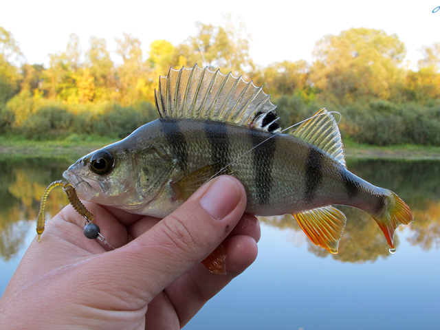 FishUp ARW Worm 5.5cm #074 Green Pumpkin Seed 5.5cm #074 Green Pumpkin Seed [3]