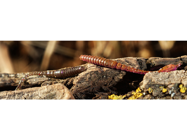 FishUp ARW Worm 5.5cm #074 Green Pumpkin Seed 5.5cm #074 Green Pumpkin Seed [1]