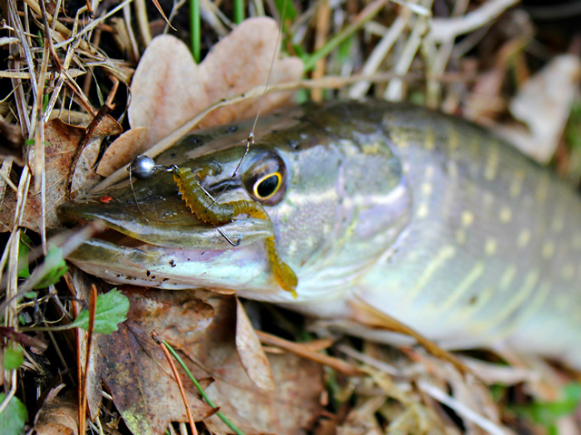 FishUp ARW Worm 5.5cm #074 Green Pumpkin Seed 5.5cm #074 Green Pumpkin Seed [2]