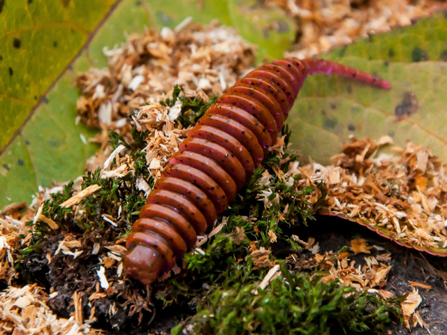 FishUp Tanta 5cm #057 Bluegill 5cm #057 Bluegill [1]