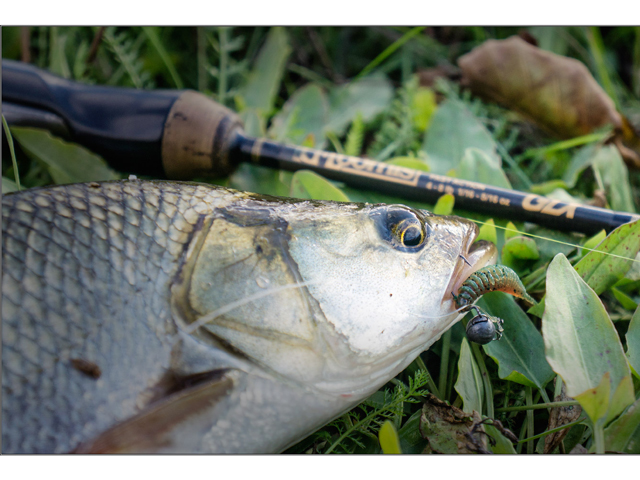 FishUp Tanta 5cm #057 Bluegill 5cm #057 Bluegill [3]