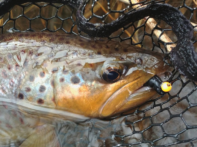 FishUp Trout Series Cheese Yochu 4.3cm #110 Dark Olive 4.3cm #110 Dark Olive [2]