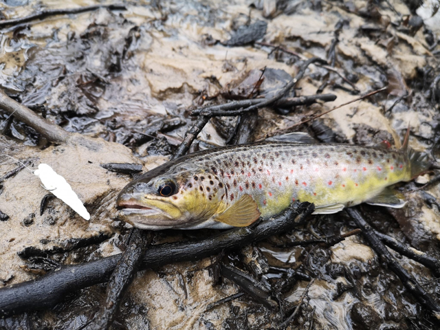 FishUp Trout Series Cheese Yochu 4.3cm #110 Dark Olive 4.3cm #110 Dark Olive [3]