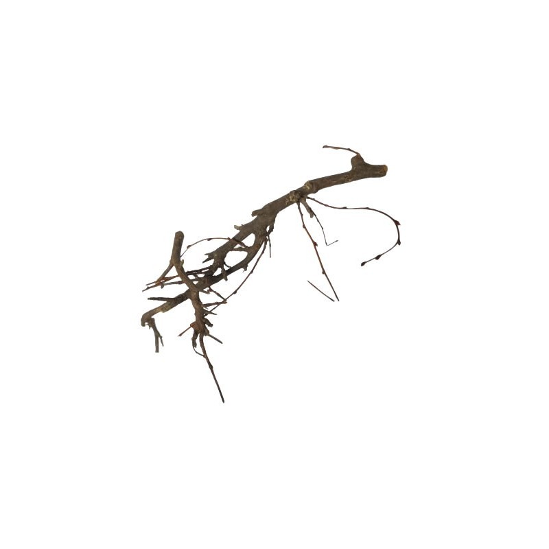 Cadouri Jucării Copii Grădiniță - Foliage Bonsai, punga 1 buc, Colorarte