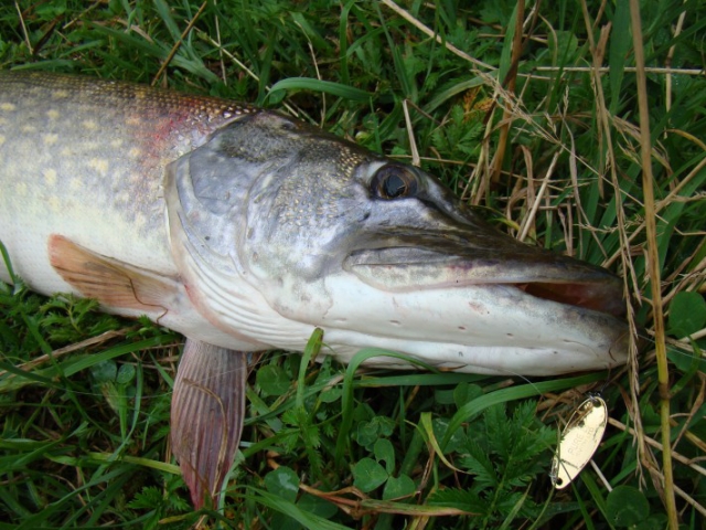 Smith Pure 5g GO Pure 5g GO [2]