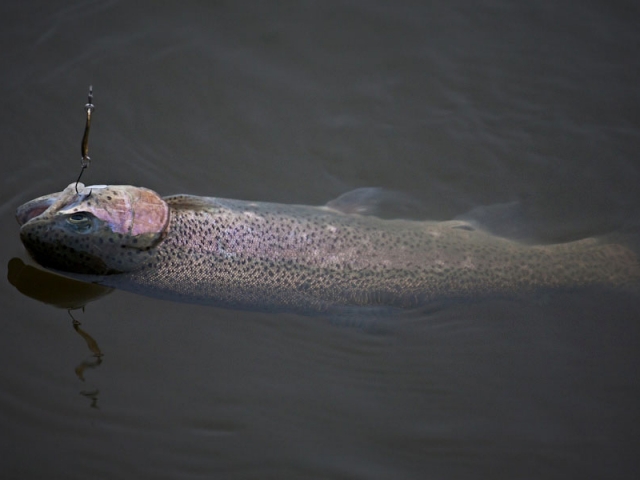 Smith Pure 5g GO Pure 5g GO [3]