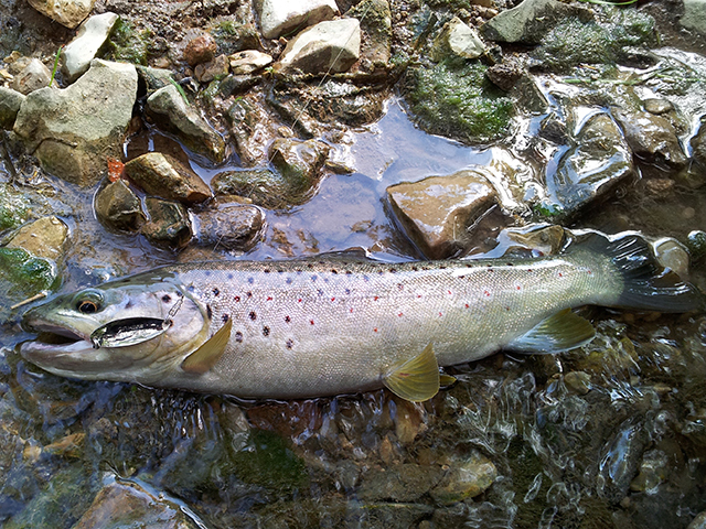 Smith Pure 5g GO Pure 5g GO [4]