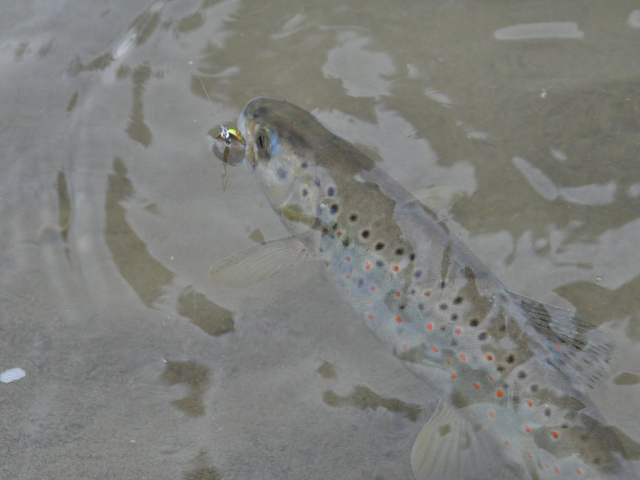 Lingurita rotativa Smith AR-S Spinner Trout 4.5g 02 AR-S Spinner Trout 4.5g 02 [3]