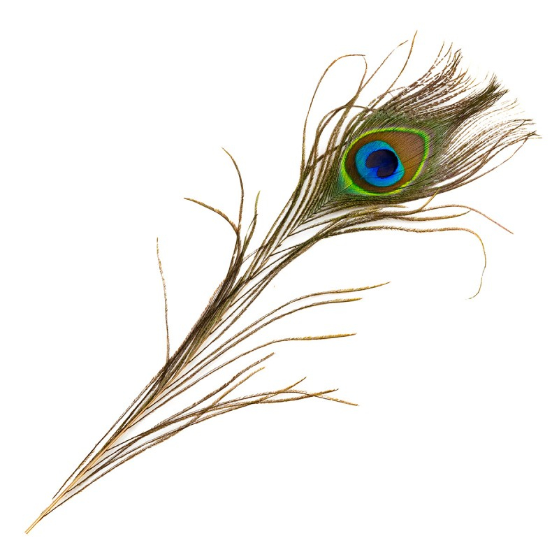 Accesorii creatie - pana paun, 25cm, Colorarte [1]