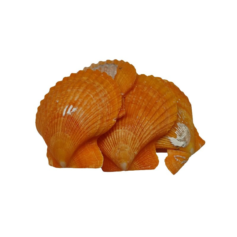 Accesorii creatie - scoici, 5-6cm, set 5 buc, Colorarte [1]