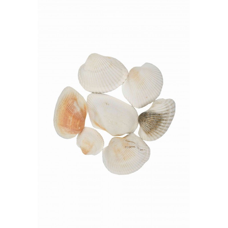 Accesorii creatie - scoici, 70g, set 6 buc, Colorarte, 6902 [1]