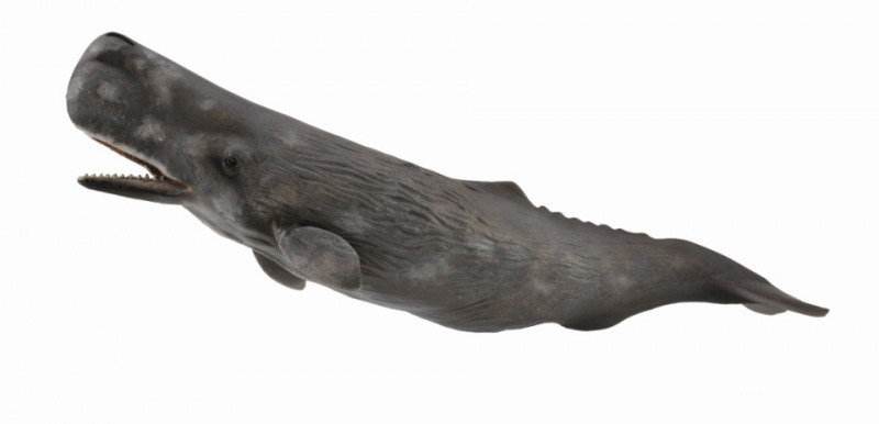 Balena Casalot - Collecta [1]