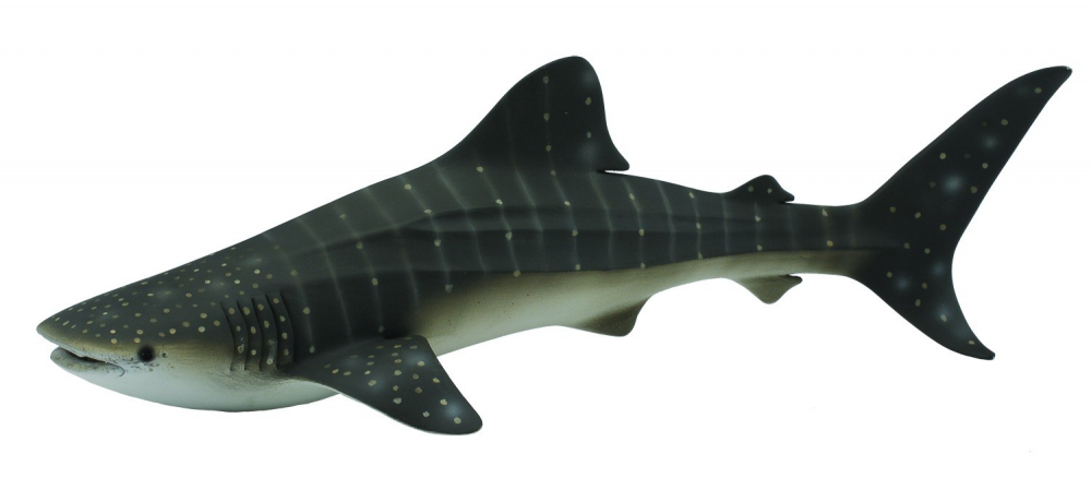 Balena rechin - Collecta [1]