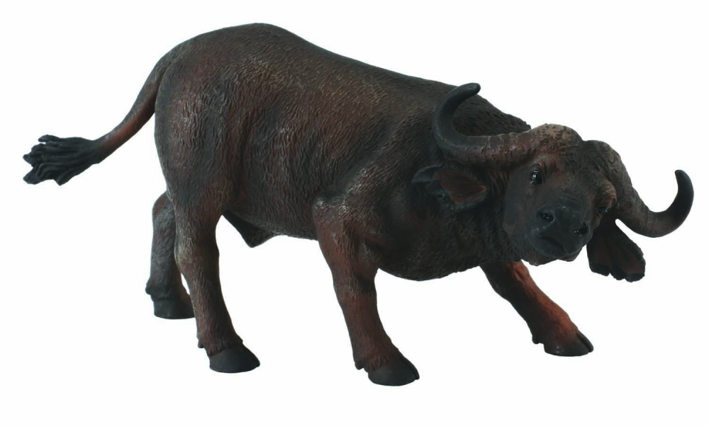 Bivol african - Collecta [1]