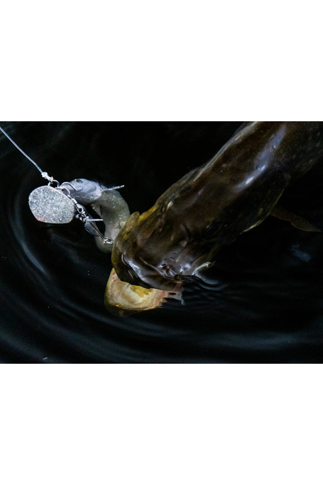 Blackbay Blackshad 28cm 145g Firetiger 28cm 145g Firetiger [4]