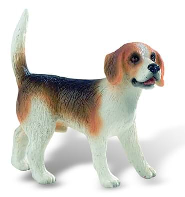 Caine rasa "BEAGLE" [1]