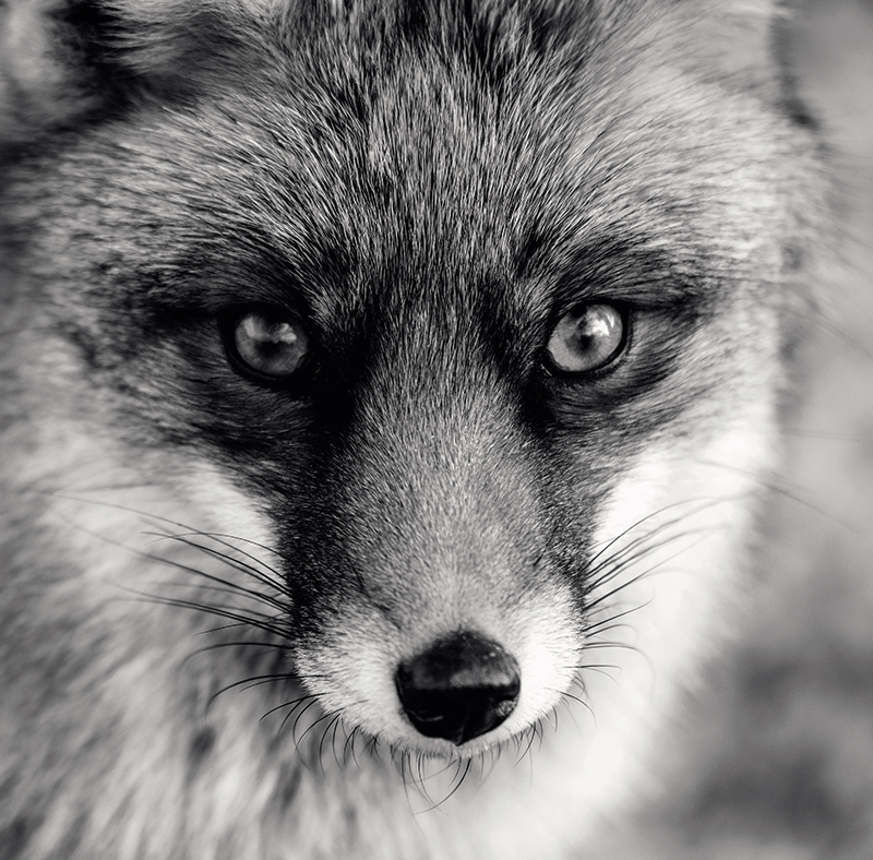 Calendar perete animale 13 file ego [5]