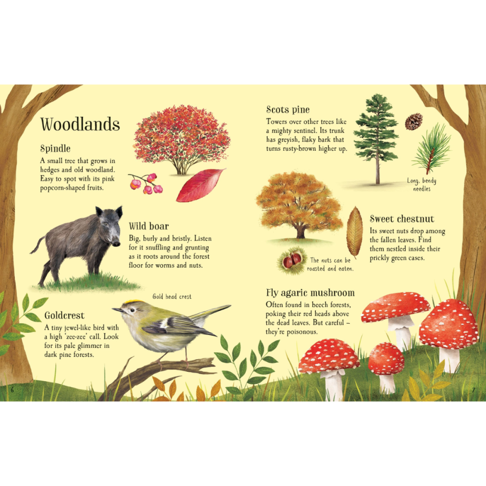 Carte cu Autocolante, Ghid de Explorare a Naturii Toamna, Things to Spot in Autumn, Varsta 6 ani+ [3]